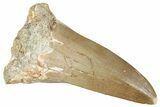 Fossil Mosasaur (Mosasaurus) Tooth - Morocco #280091-1